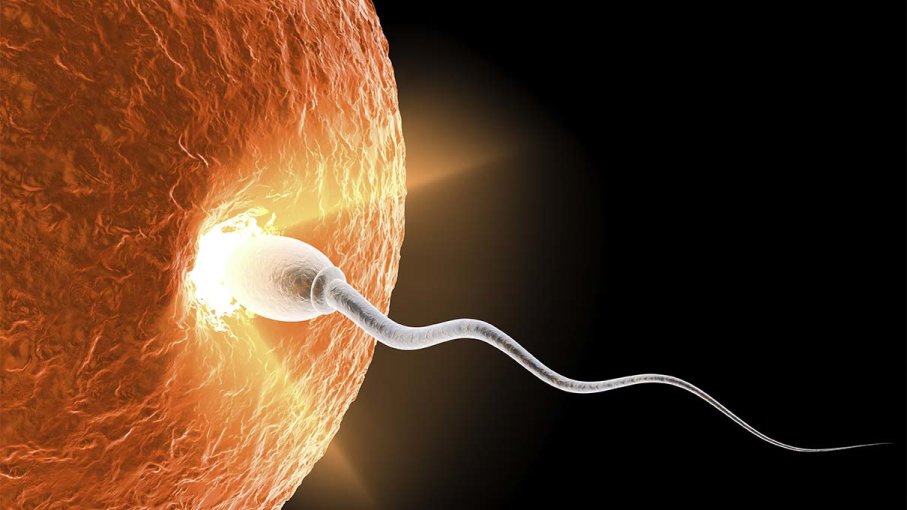 sperm-egg